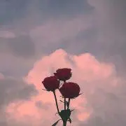 ねの画像