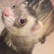 ライオン