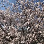 すーの画像
