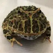bell shopの画像