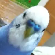 ピースケの画像