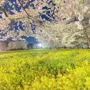 aaa