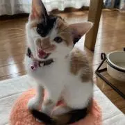 キキの画像