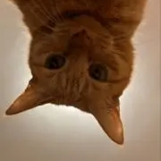 マサマサ