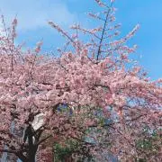 ゆうの画像