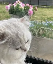 りーの画像