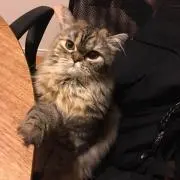 Tomo☆の画像