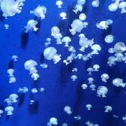 シェイク◇の画像