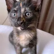ちー