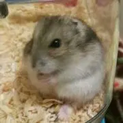 シマリスの画像
