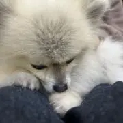 aroaro