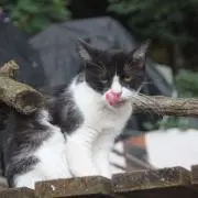 亀