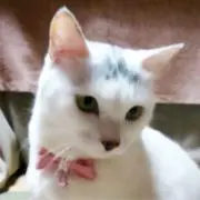 みーちゃん☆の画像