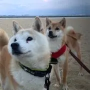 フクタローの画像