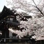 ss 1000