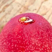 たかのお野菜やの画像