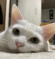 あやサブの画像