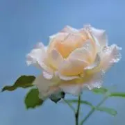 リン❤️断捨離中！即購入大歓迎✊の画像