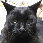 きくりん