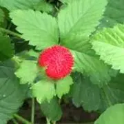 aiai