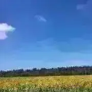 はな＊の画像