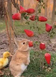 ♡の画像