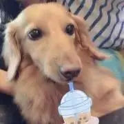 チョコもなかジャンボの画像