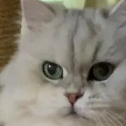 シフォン