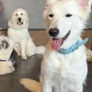 にしの画像