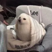 めいこ
