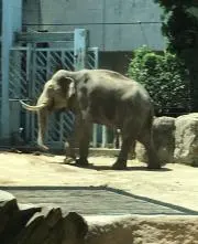 ちょここ