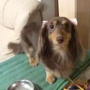 チェリー