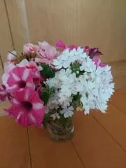 たろの画像