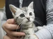 まるこすの画像