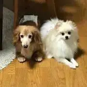フォックスの画像