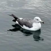 さかな