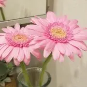 munamunaの画像