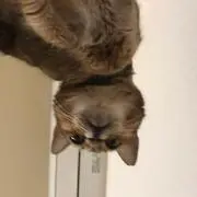うるにゃん