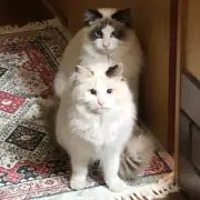 ひらりの画像