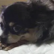 蔦島 亜希子 様 専用】一陽来復＆同懐中御守、無病息災 金台紙 7点