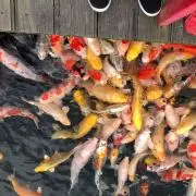 魚卸業