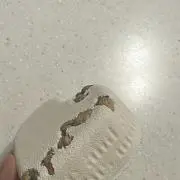 (ᐡ •̥  ̫ •̥ ᐡ)の画像