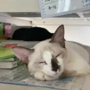 のるの画像