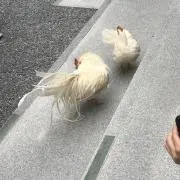 コンコンユの画像