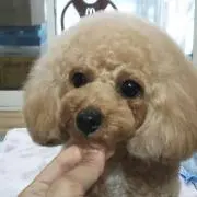 あおの画像