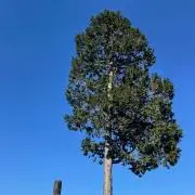 ポチ