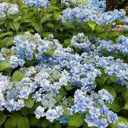 Cotuプロフ必読〇〇即決お断り!！の画像