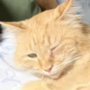 しのっちの画像