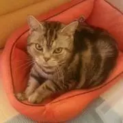 ひまわりの画像