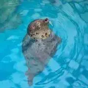 Phocaの画像